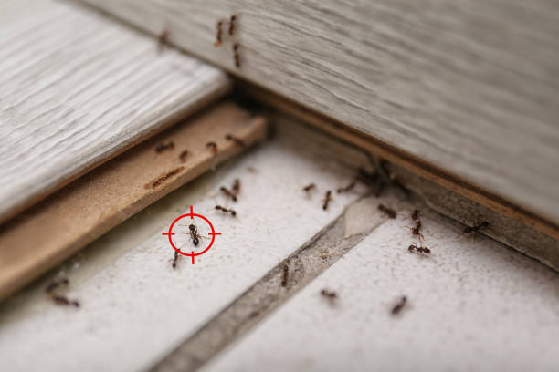 Best Best Pest Control Companies  in Antelope, CA