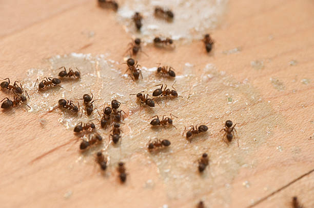 Trusted Antelope, CA Pest Control Experts