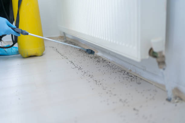 Best Flea Control Services  in Antelope, CA