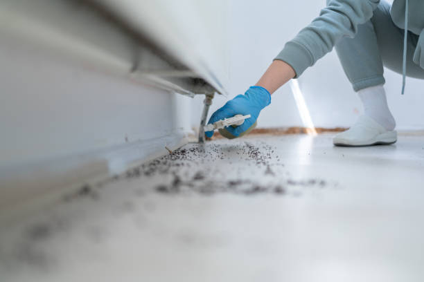 Best Wasp Removal Services  in Antelope, CA